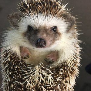 Meet your Posher, LittleFox